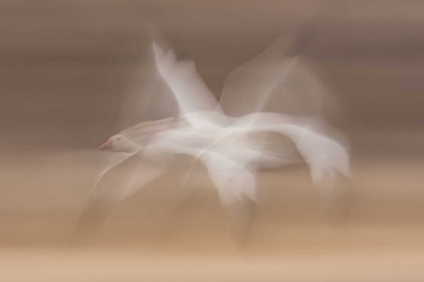 New Mexico snow goose in flight blur